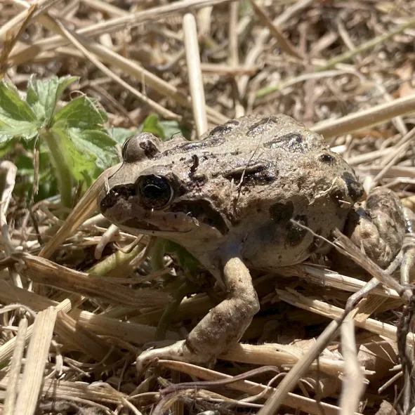 Ranita chilena, anfibio endémico en peligro de extinción