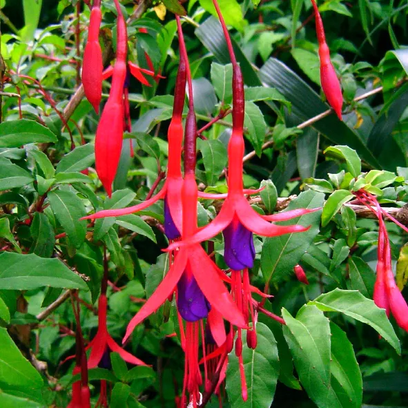 Chilco con sus características flores rojas colgantes