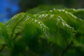 Flora Nativa